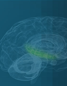 role of the hippocampus
